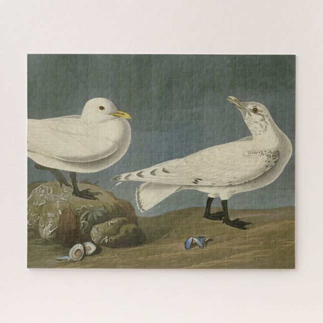 Puzzle Goéland d'ivoire - Les oiseaux d'Amérique de John  (Horizontal)