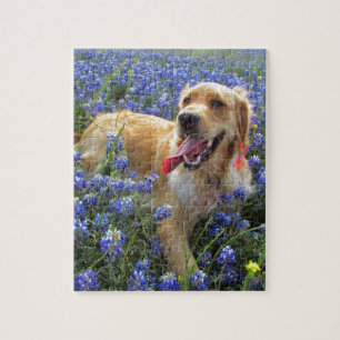 Puzzle Golden retriever dans les capots bleus
