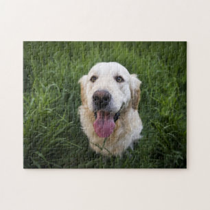 Puzzle Golden Retriever souriant