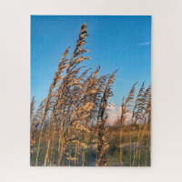 Golden Sea Oats Beach Anastasia State Park