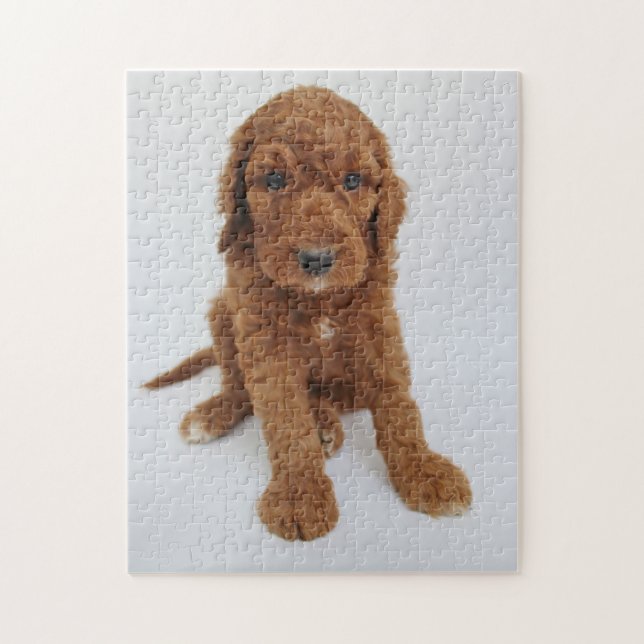 Puzzle Goldendoodle Welpen (Vertikal)