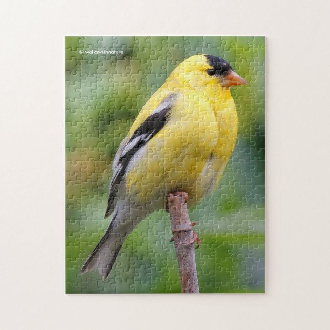 Puzzle Goldfinch américain masculin sur le bambou (Vertical)