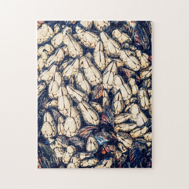 Puzzle Gooseneck barnacles & moules, C.-B. Westcoast (Vertical)