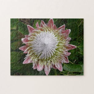 Puzzle Grande fleur rose et blanche, photo de la nature