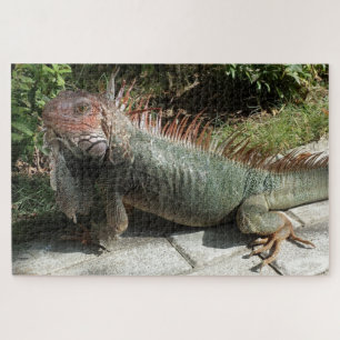 Puzzle Grande Lizard Sud-Américain Iguana Photo Conçu