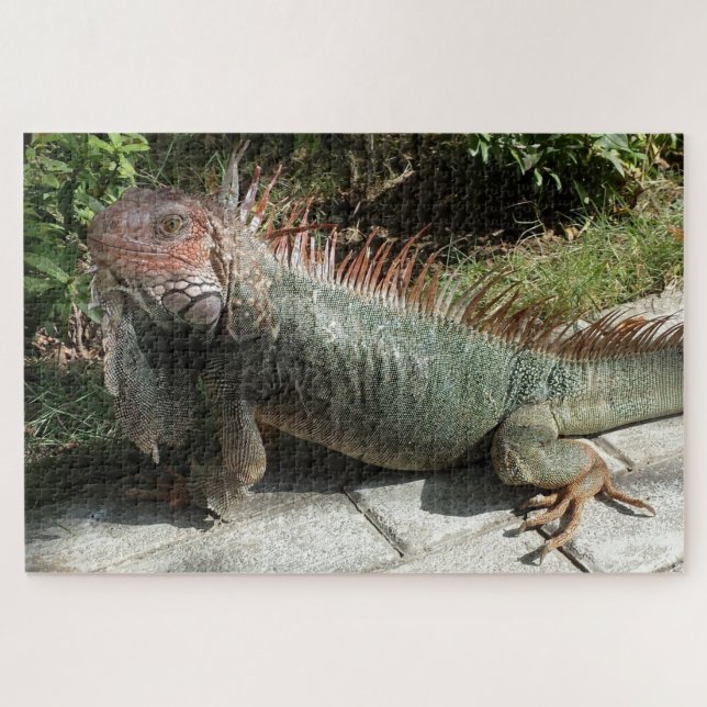 Puzzle Grande Lizard Sud-Américain Iguana Photo Conçu (Horizontal)