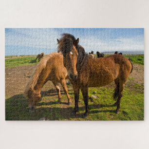 Puzzle Graze des chevaux islandais