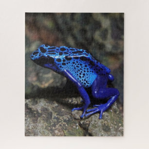 Puzzle Grenouille à tarte à poison bleu, grenouille bleue