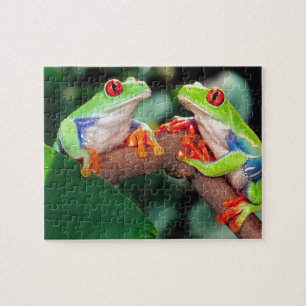 Puzzle Grenouille aux yeux rouges, Agalychinis callidryas