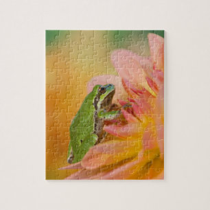 Puzzle Grenouille du Pacifique sur des fleurs dans notre