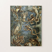 Grenouille et crapaud Ernst Haeckel vintage