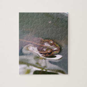 Puzzle Grenouille qui regarde