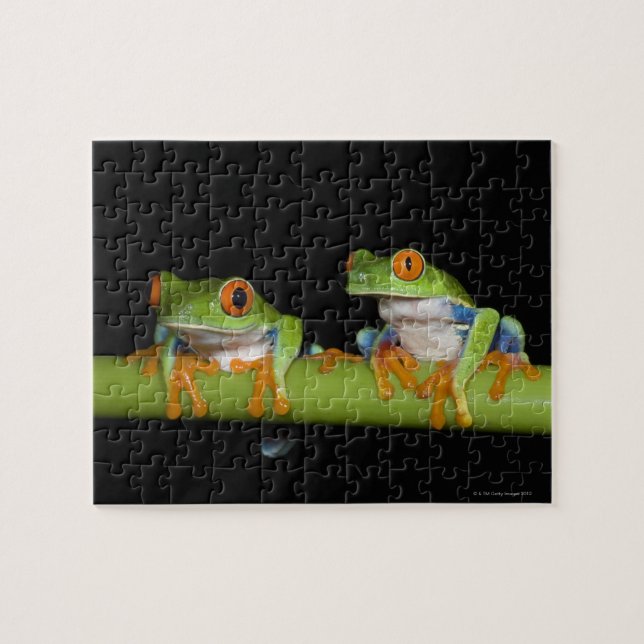 Puzzle Grenouilles aux yeux rouges (Agalychnis callidryas (Horizontal)