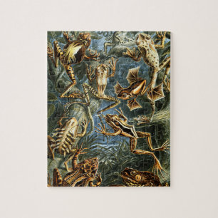 Puzzle Grenouilles Batrachia par Ernst Haeckel