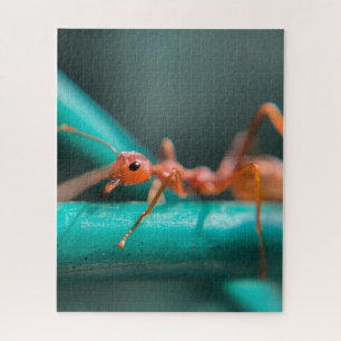 Puzzle Gros plan des fourmis