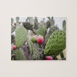 Puzzle Gros plan sur le cactus figuier de barbarie