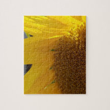Gros plan sur un tournesol jaune