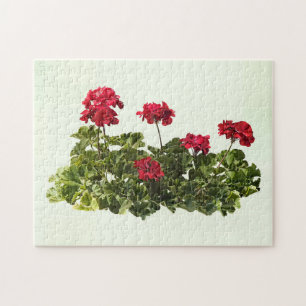 Puzzle Groupe de géraniums rouges