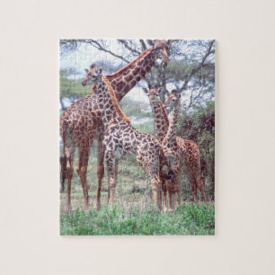 Puzzle Groupe ou troupeau de girafes avec jeunes, Giraffa
