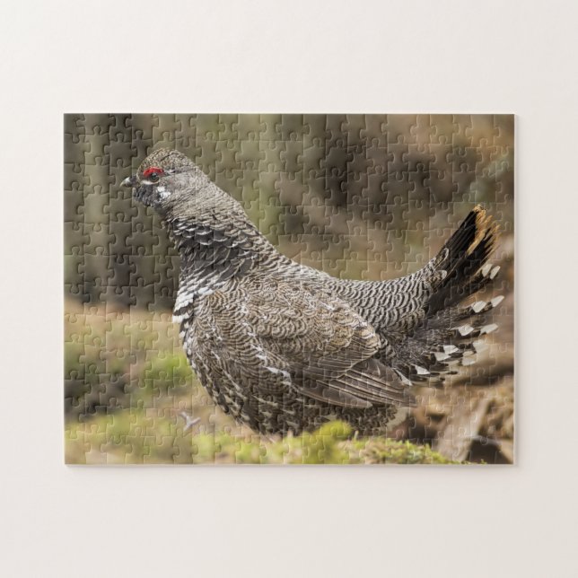Puzzle Grouse fière (Horizontal)
