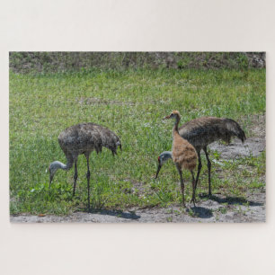 Puzzle Grues Sandhill en Floride en champ vert photo