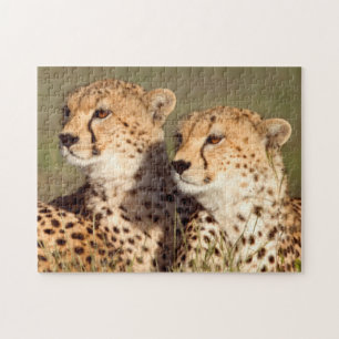 Puzzle Guépard couché dans l'herbe, Ngorongoro Conservati