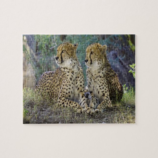 Puzzle guépard Grands félins. (Horizontal)