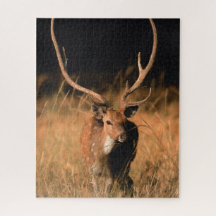 Puzzle Habitat naturel du chital   Parc national de Bandh
