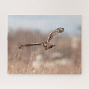 Puzzle Harrier du Nord