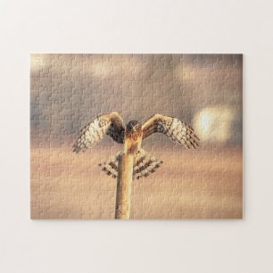 Puzzle Harrier du Nord dans les Prairies de Shawangunk