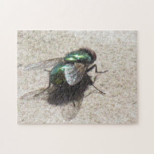 Puzzle - Hausfliegen