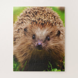 Puzzle Hedgehog Explore curieusement la nature