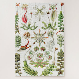 Puzzle Hepaticé Lebermoose par Ernst Haeckel