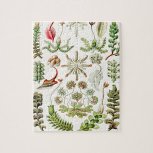 Puzzle Hepaticé Lebermoose par Ernst Haeckel