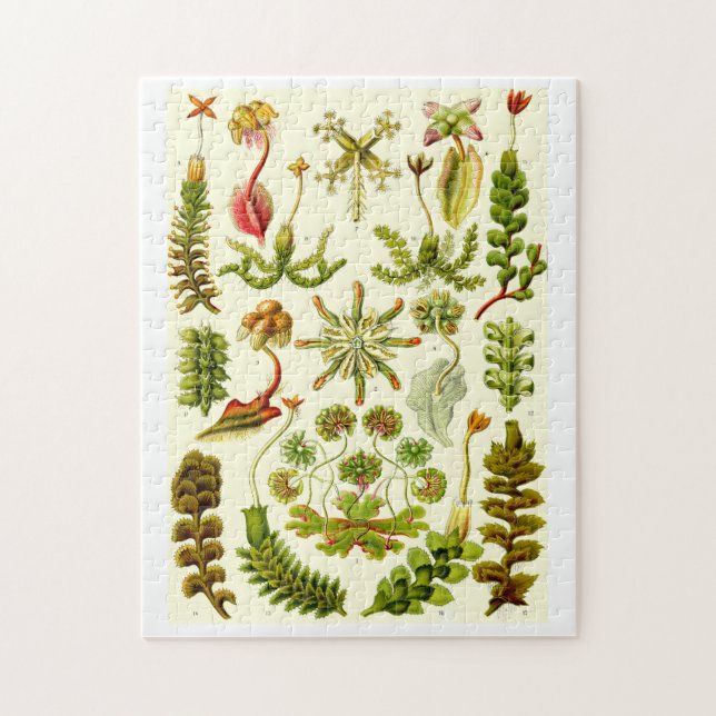 Puzzle Hépatiques d'Ernst Haeckel (Vertical)