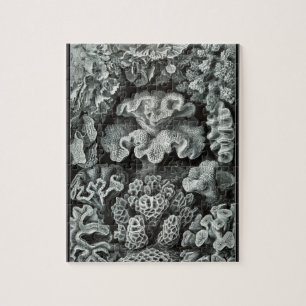 Puzzle Hexacoralla 69 - Ernst Haeckel 8x10