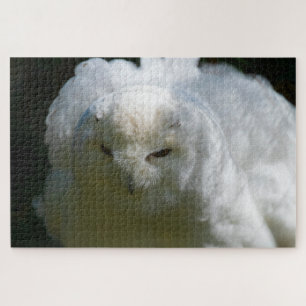 Puzzle Hibou Blanc Va Floof Super Défi Amoureux des Oisea