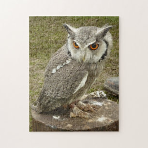 Puzzle hibou de l'aigle indien