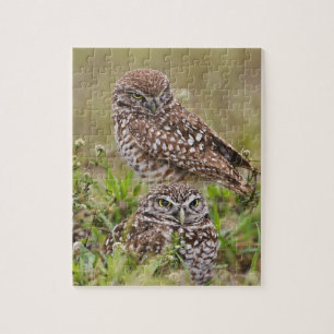 Puzzle Hibou des terriers, Athene cunicularia, Cape Coral