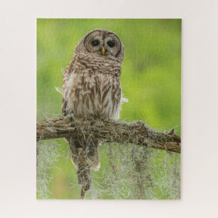 Puzzle Hibou rayé sur branche d'arbre
