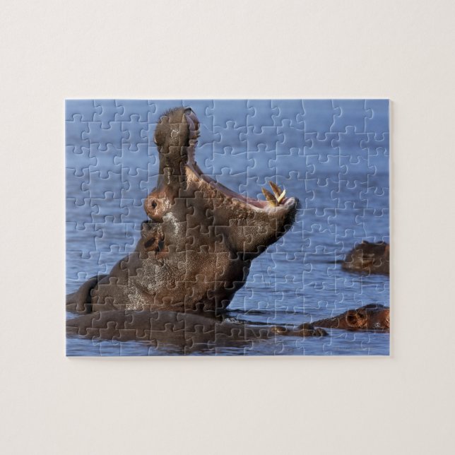 Puzzle Hippopotame (Hippopotame amphibius) dans (Horizontal)