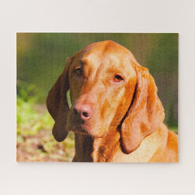 Puzzle Hongrois Vizla Chien Jigsaws. (Horizontal)