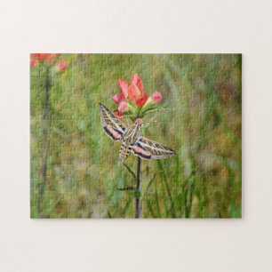 Puzzle Hummingbird Moth on Indian Paintbrush Fleur sauvag