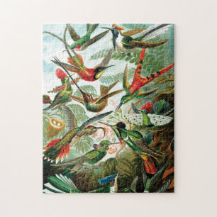 Puzzle Hummingbirds par Ernst Haeckel