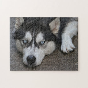 Puzzle Huskey Blue Eyes