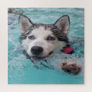Puzzle Husky natation