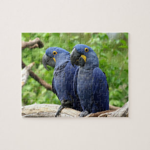 Puzzle Hyacinth Macaws