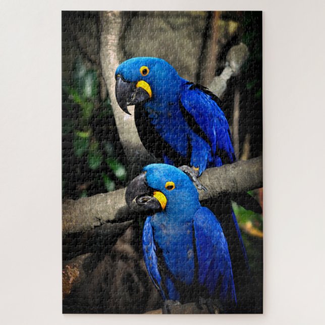 Puzzle Hyacinth Macaws Anodorhynchus (Vertical)