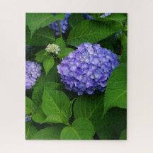 Hydrangea lavande