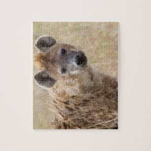 Puzzle Hyena